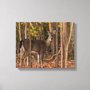 Deer in Woods  Canvas Print