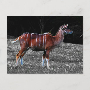 Deer Kudu Postcard