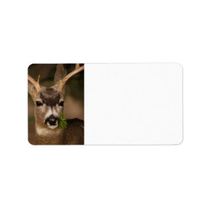 deer label