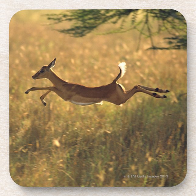 Deer leaping through field coaster (Front)