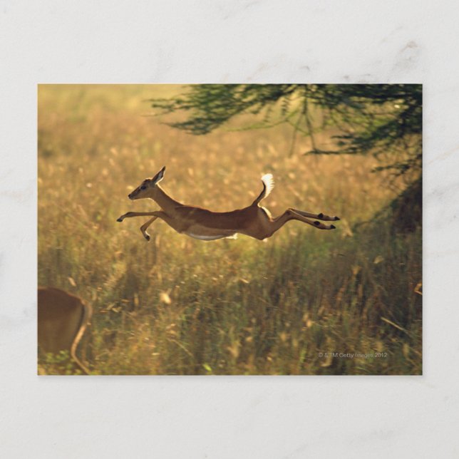 Deer leaping through field postcard (Front)