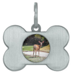 deer looking at the camera nature pet ID tag