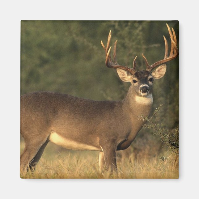 deer magnet (Front)