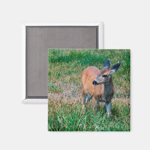 Deer Magnet