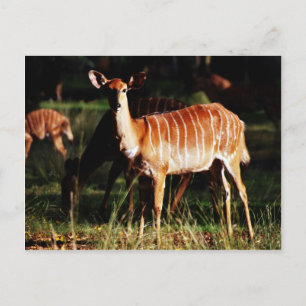 Deer Me Nyala Postcard