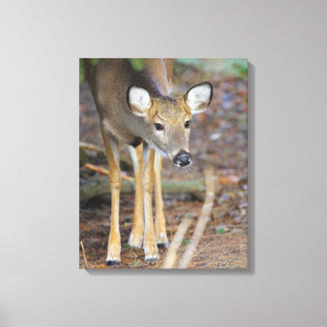 Deer, Ohio Canvas Print (Front)