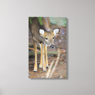 Deer, Ohio Canvas Print