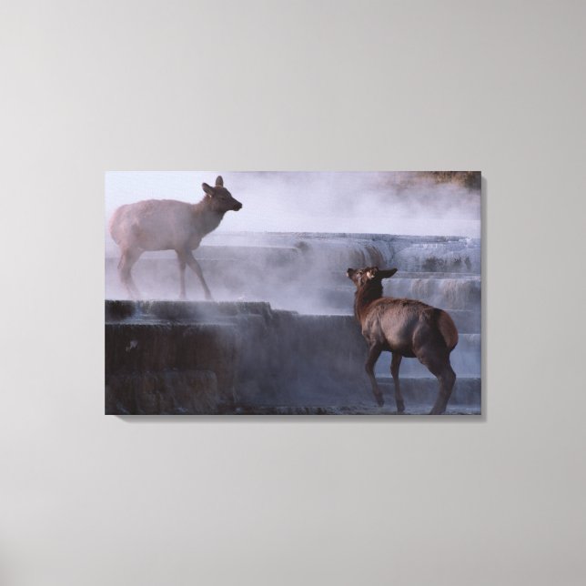 Deer on Rock Formation Canvas Print (Front)