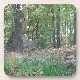 Deer on the Edge of the Woods Coaster