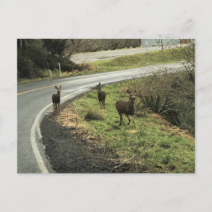 Deer on the Road, Cape Disappointment, WA Postcard