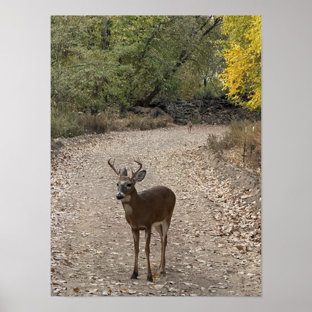 Deer on Trail Poster (Front)