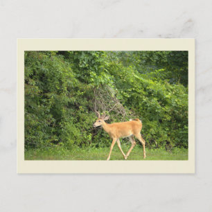 Deer Photo Postcard