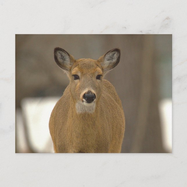 Deer Photo Postcard  (Front)