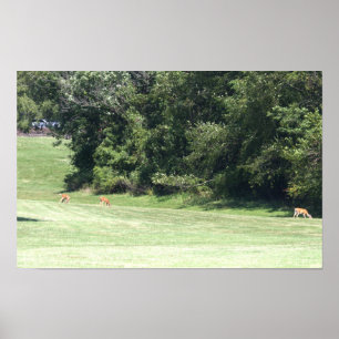 Deer Photo Poster