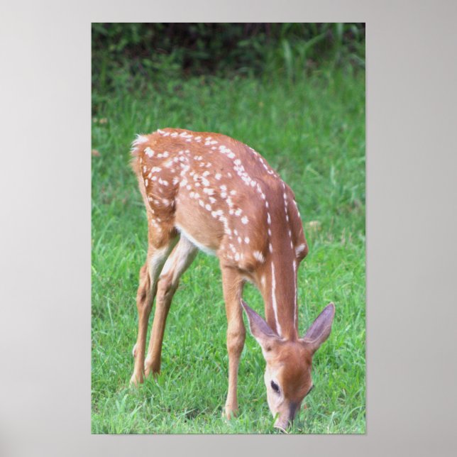 Deer Photo Poster (Front)