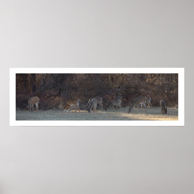Deer Photo Poster (Front)