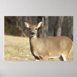 Deer Photo Poster