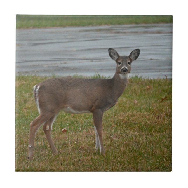 Deer Photo Tile (Front)