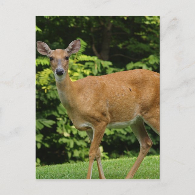 Deer Postcard (Front)
