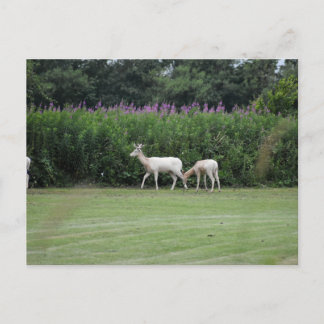 Deer postcard
