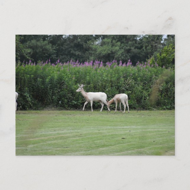Deer  postcard (Front)