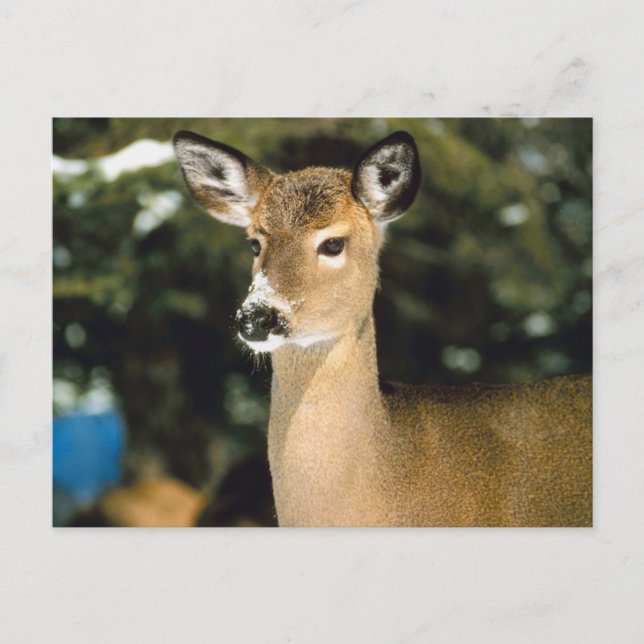 Deer Postcard (Front)