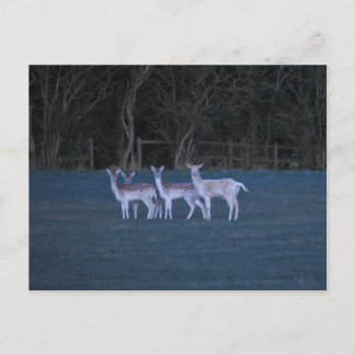 Deer  postcard
