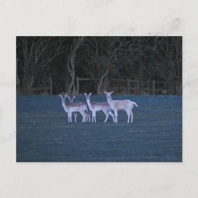 Deer  postcard (Front)