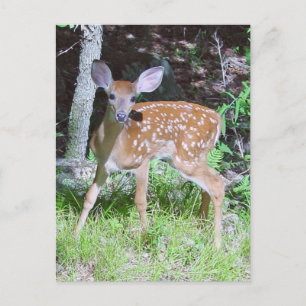 Deer Postcard