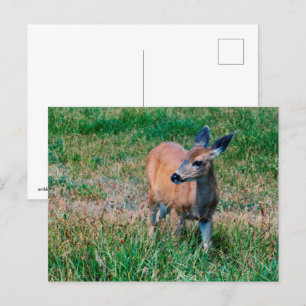 Deer Postcard