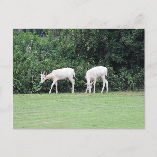 Deer Postcard (Front)