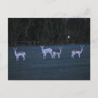 Deer  postcard