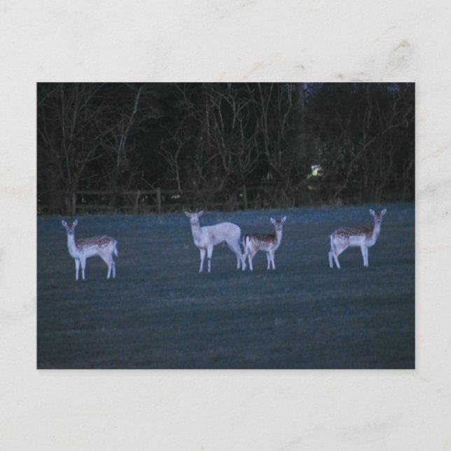 Deer  postcard (Front)
