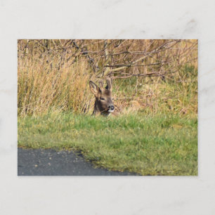 Deer Postcard