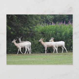 Deer postcard