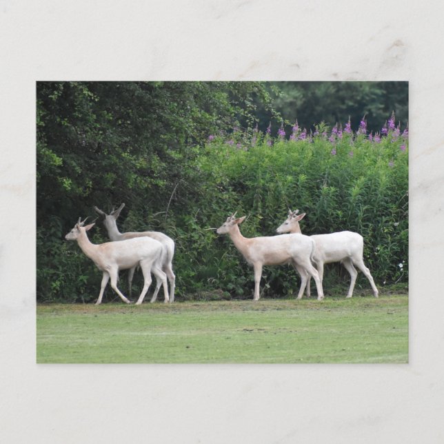 Deer  postcard (Front)