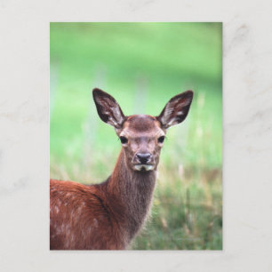 deer postcard