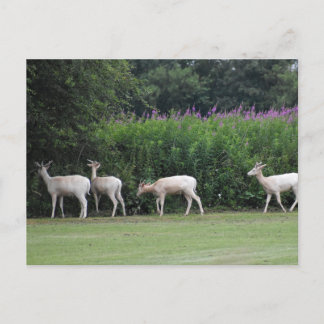 Deer postcard