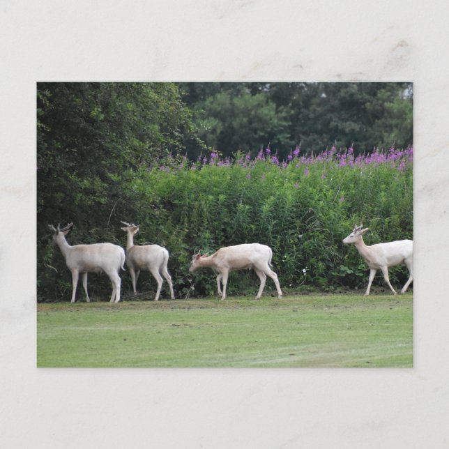 Deer  postcard (Front)