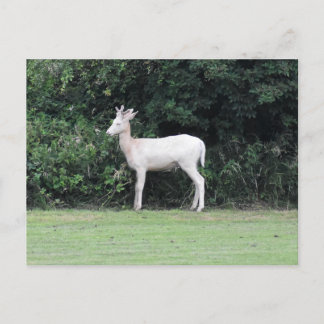 Deer Postcard