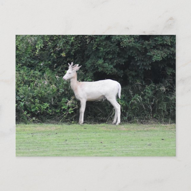 Deer Postcard (Front)