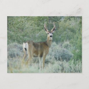 Deer Postcard