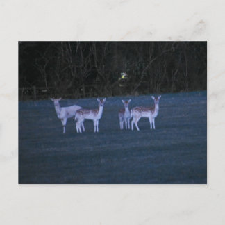 Deer  postcard