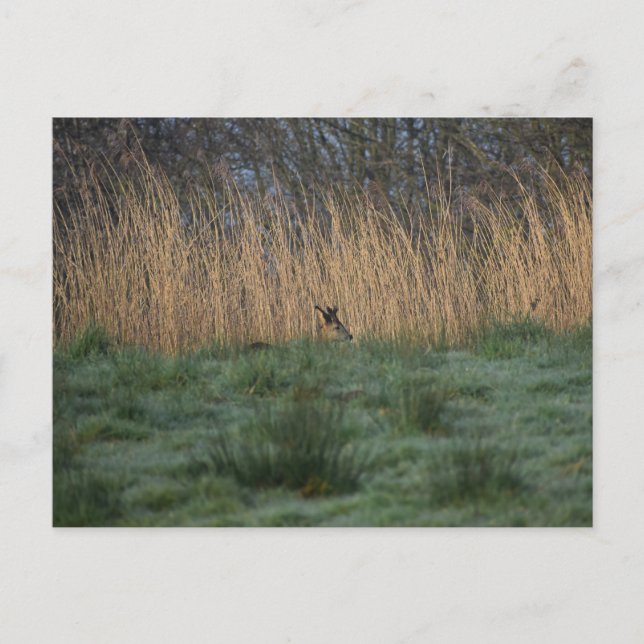 Deer  postcard (Front)