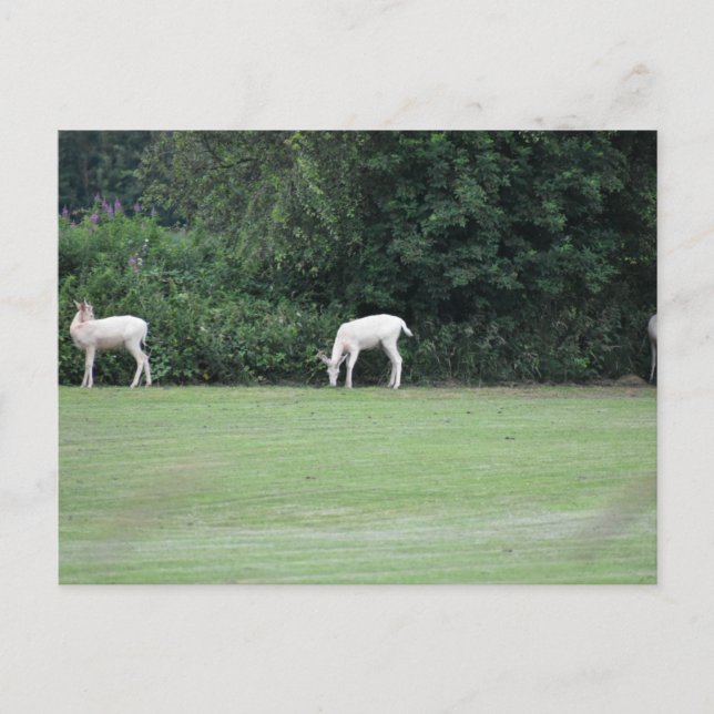 Deer  postcard (Front)