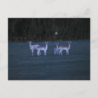 Deer  postcard