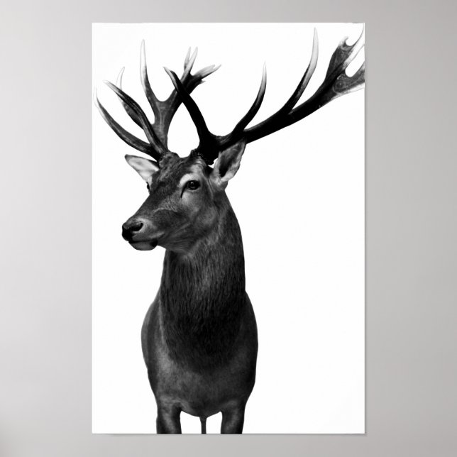 deer poster (Front)