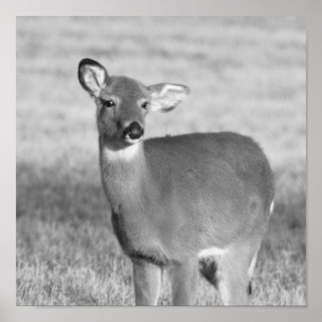 Deer Poster (Front)