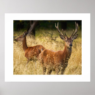 Deer Poster