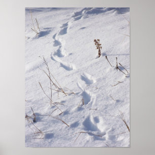 Deer Prints Snow Poster